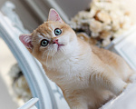Кошки в Владивостоке: Британский котенок Heat Мальчик, 150 000 руб. - фото 9