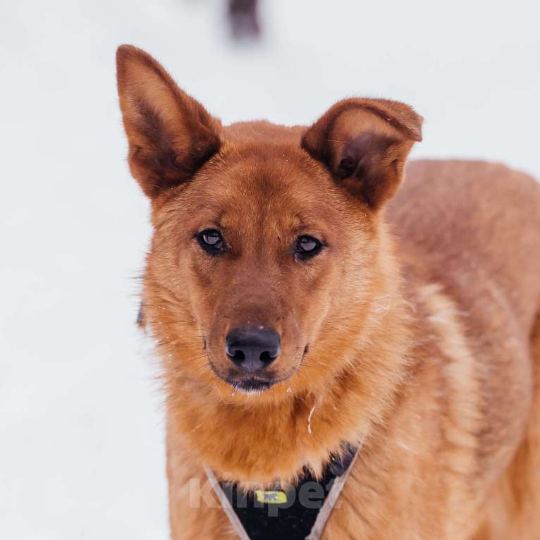 Собаки в Москве: Люмус Мальчик, Бесплатно - фото 3