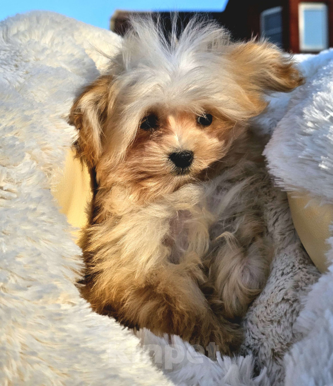 Собаки в Москве: Мальтипу мальчик F1 Мальчик, 70 000 руб. - фото 2