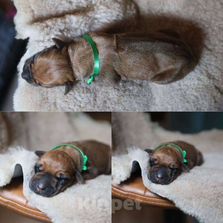 Собаки в Москве: Щенки Родезийского Риджбека 13.07.2025 Девочка, 120 000 руб. - фото 6