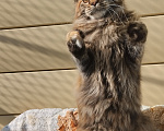 Кошки в Казани: Котенок мейн-кун Девочка, 40 000 руб. - фото 2