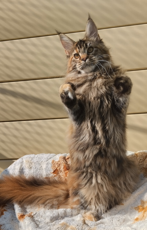Кошки в Казани: Котенок мейн-кун Девочка, 40 000 руб. - фото 2