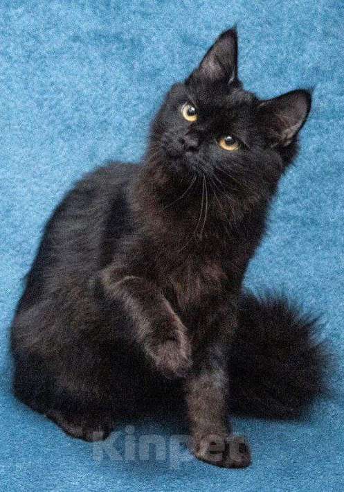 Кошки в Долгопрудном: Красотка Мишель ждёт своего человека Девочка, Бесплатно - фото 3