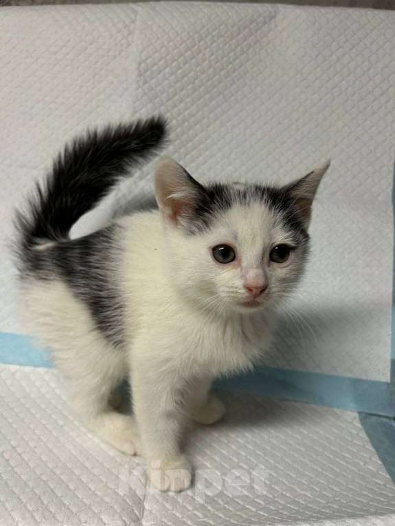 Кошки в Санкт-Петербурге: Малыш 2 мес все умеет ручной Мальчик, 100 руб. - фото 1