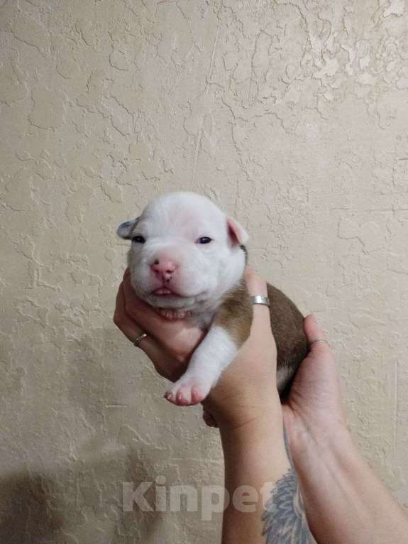 Собаки в Белгороде: Мальчик американского стаффордширского терьера  Мальчик, 80 000 руб. - фото 1