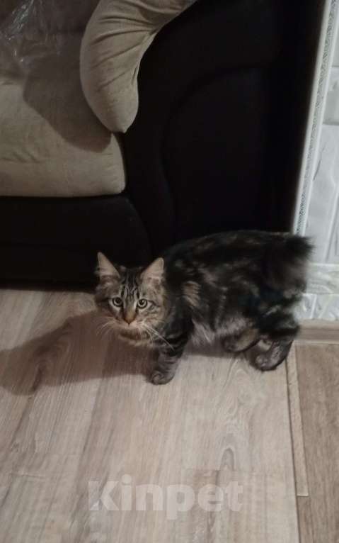 Кошки в Волгограде: Продается молодой котик Мальчик, 25 000 руб. - фото 4