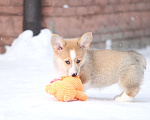 Собаки в Москве: Вельш корги пемброк Девочка, 60 000 руб. - фото 9
