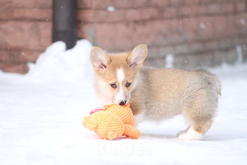 Собаки в Москве: Вельш корги пемброк Девочка, 60 000 руб. - фото 9