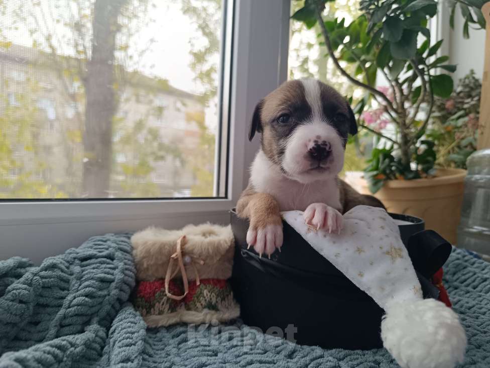 Собаки в Воронеже: Питбуль щенок Девочка, 10 000 руб. - фото 2