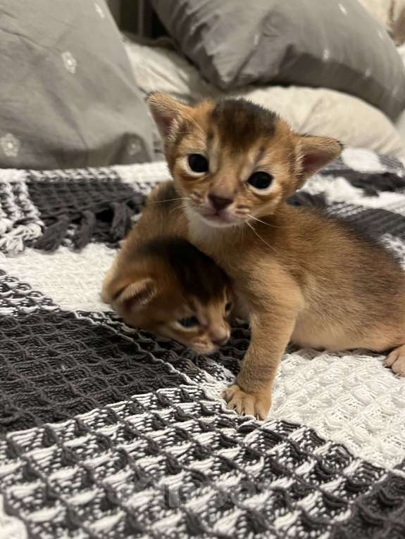 Кошки в Москве: Марсель Мальчик, 50 000 руб. - фото 1