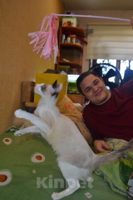 Кошки в Екатеринбурге: Балинезийский котик Мальчик, Бесплатно - фото 5