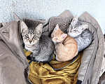 Кошки в Серпухове: Котенок в добрые руки Мальчик, Бесплатно - фото 3