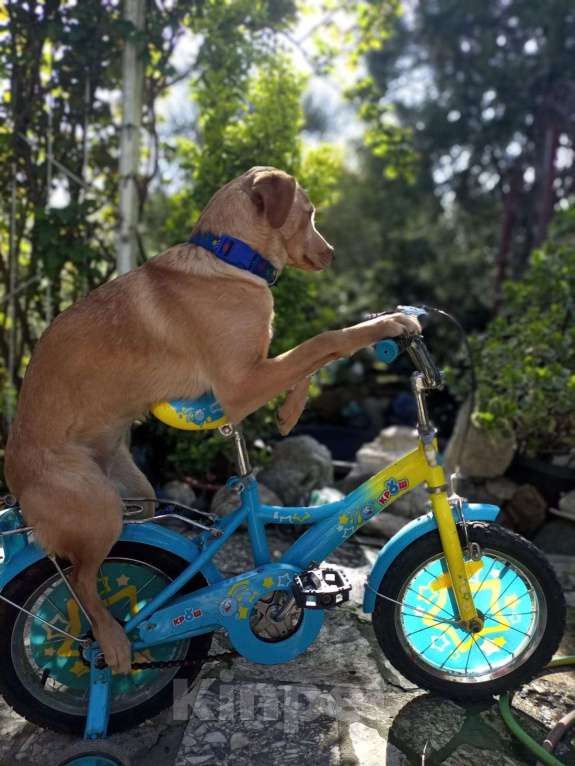 Собаки в Москве: Собачка ждёт своего друга Девочка, Бесплатно - фото 9