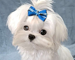 Собаки в Москве: мальтезе мини девочка Девочка, 145 000 руб. - фото 1