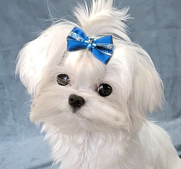 мальтезе мини девочка