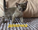 Кошки в других городах Ленинградской области: Бурманские котята Разнополые, 35 000 руб. - фото 2