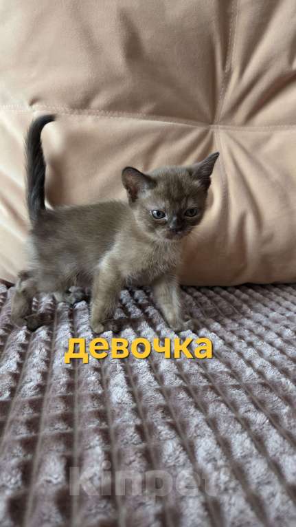 Кошки в других городах Ленинградской области: Бурманские котята Разнополые, 35 000 руб. - фото 2