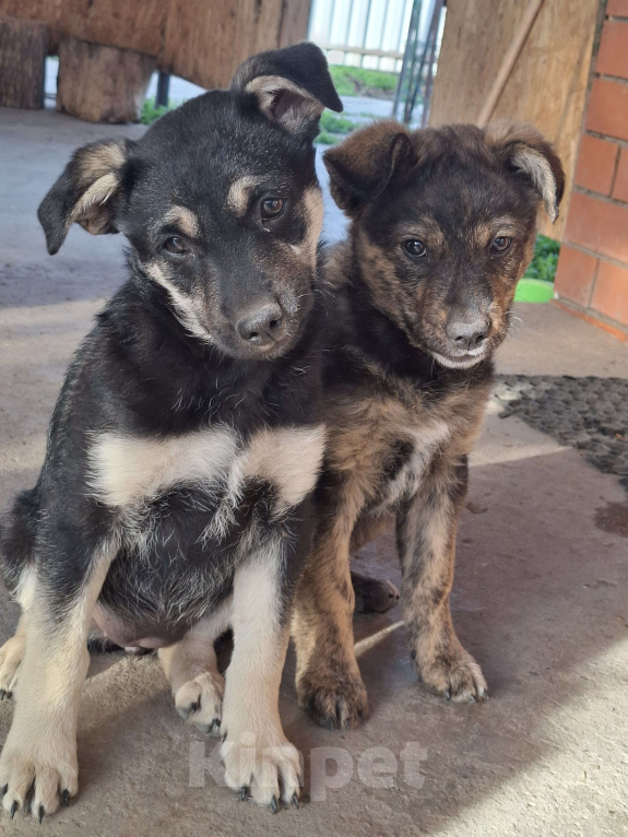 Собаки в Астрахани: "Щенки в добрые руки — крепкие дворовые!" Разнополые, Бесплатно - фото 4
