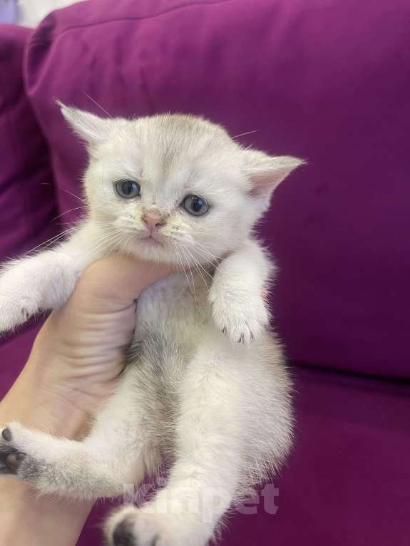 Кошки в Новосибирске: Котята британской шиншиллы Девочка, 13 000 руб. - фото 5