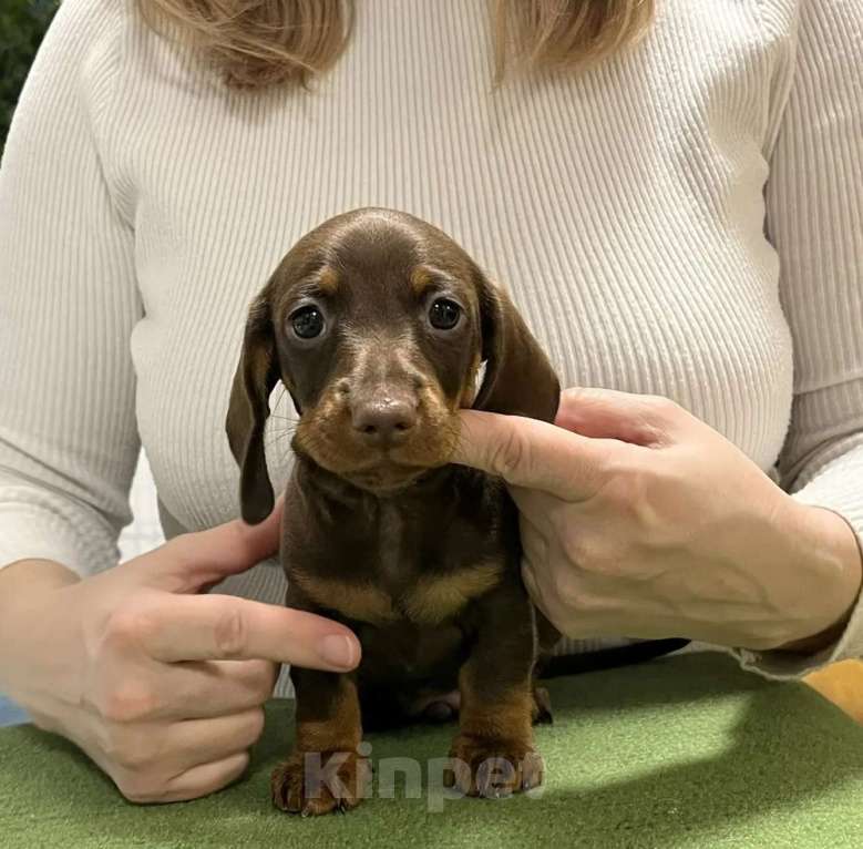 Собаки в Тюмени: Продам щенков кроличьей таксы Мальчик, 130 000 руб. - фото 2