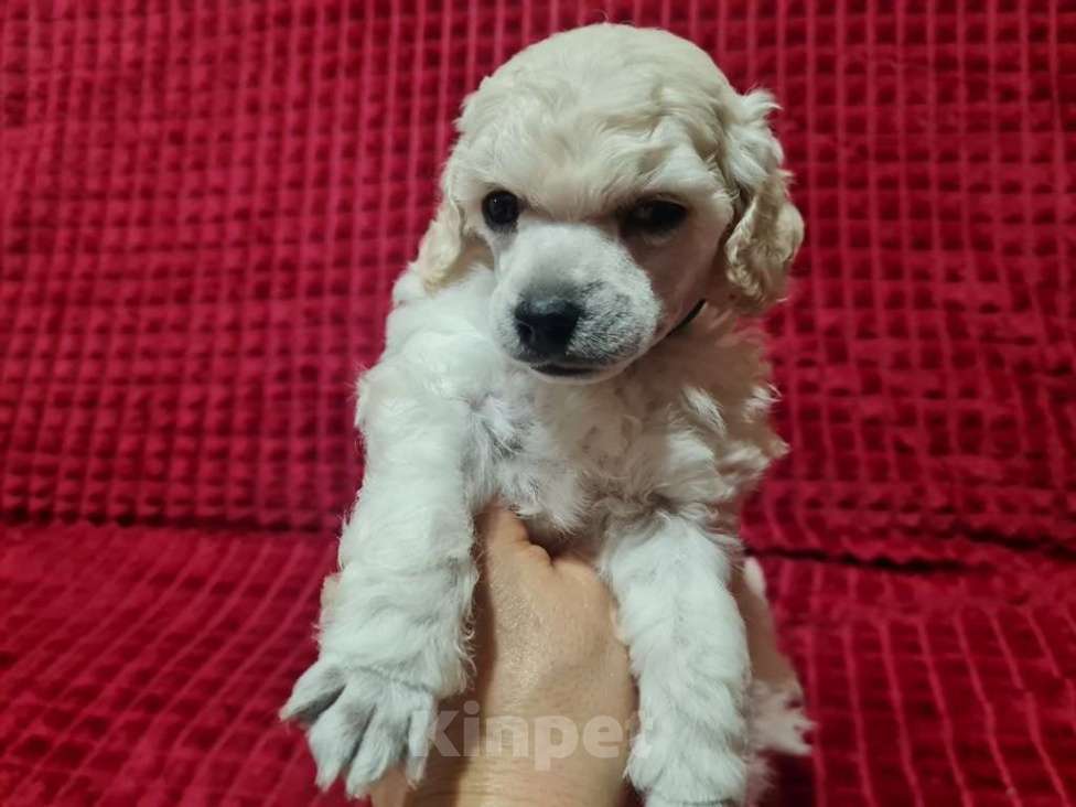 Собаки в Москве: Пудель миниатюрный белый Мальчик, 70 000 руб. - фото 3