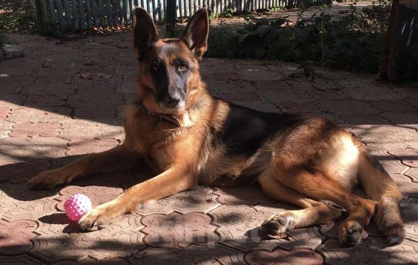 Собаки в Краснодаре: Немецкая овчарка  Девочка, 20 000 руб. - фото 1