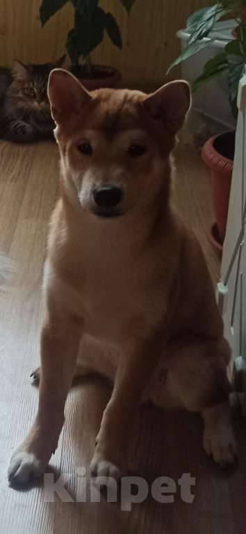 Собаки в Тюмени: Сиба ину кобель Мальчик, 35 000 руб. - фото 1