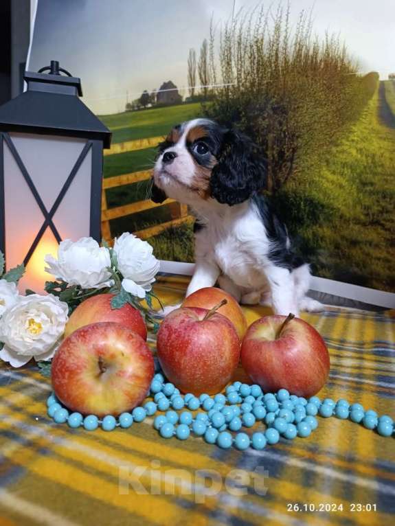 Собаки в Ярославле: Кавалер Кинг Чарльз Спаниель  девочка Иджи Девочка, 80 000 руб. - фото 3