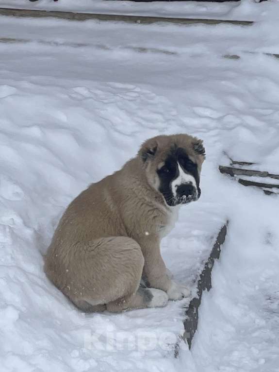 Собаки в Москве: среднеазиатская овчарка, щенок, алабай Мальчик, 80 000 руб. - фото 8