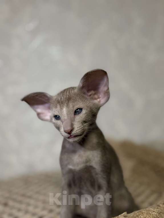 Кошки в Краснодаре: Ориентальный котенок! Девочка, Бесплатно - фото 4