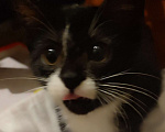 Кошки в Санкт-Петербурге: Котёнок, ручная черно-белая девочка Девочка, Бесплатно - фото 2
