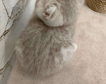 Кошки в Уфе: Шотландский котик Мальчик, 8 000 руб. - фото 2