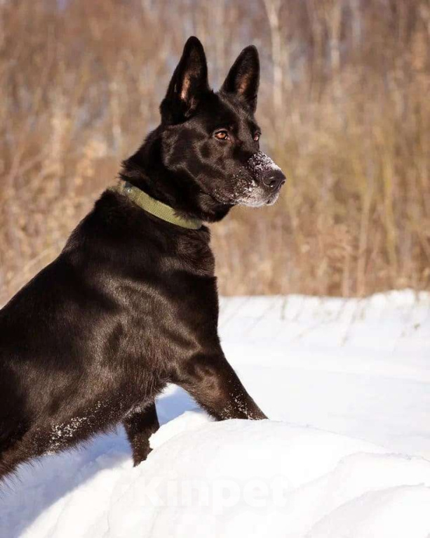 Собаки в Москве: Рада ищет свой дом Девочка, Бесплатно - фото 1