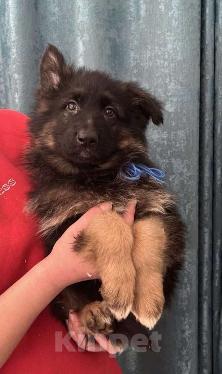 Собаки в Зарайске: Щенок немецкой овчарки д.ш. Девочка, 60 000 руб. - фото 3