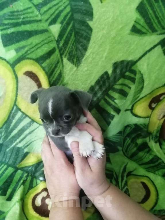 Собаки в Мценске: Серый щенок Мальчик, 12 000 руб. - фото 2