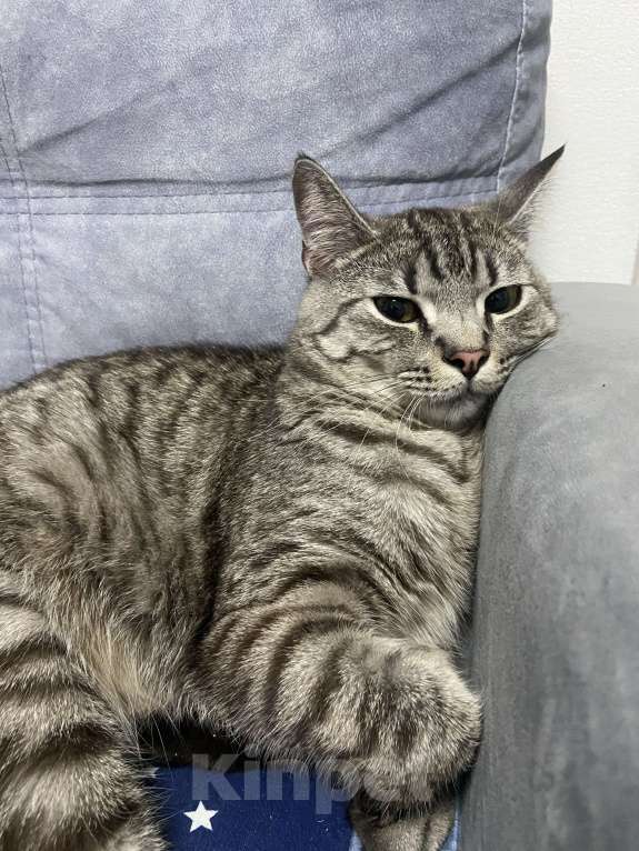 Кошки в Екатеринбурге: Отдам в хорошие руки Мальчик, Бесплатно - фото 1