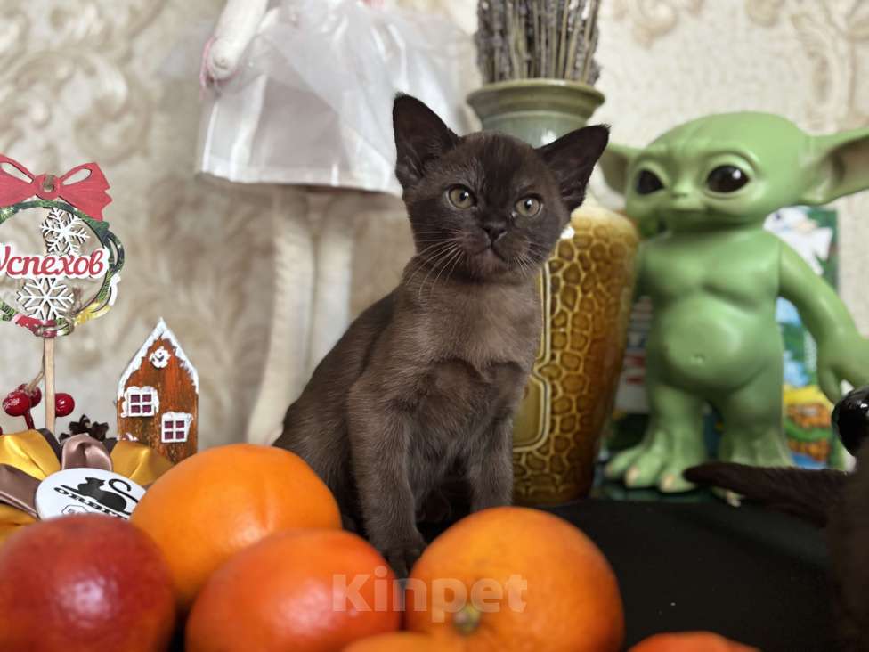 Кошки в Москве: Бурманский соболиный кот Мальчик, 120 000 руб. - фото 5