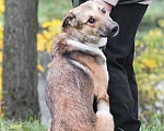 Собаки в Москве: Срочно ищет семью молодой пес Ричард Мальчик, 1 руб. - фото 8