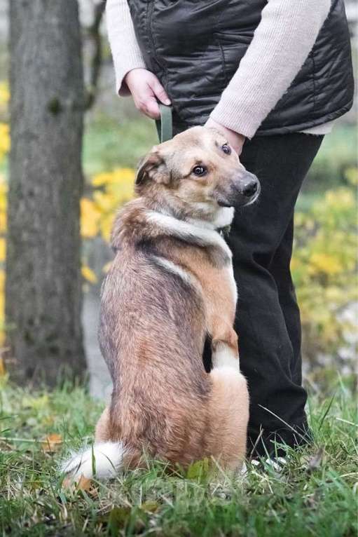 Собаки в Москве: Срочно ищет семью молодой пес Ричард Мальчик, 1 руб. - фото 8