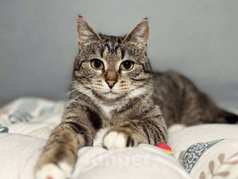 Кошки в Балашихе: Пеппи Девочка, Бесплатно - фото 1