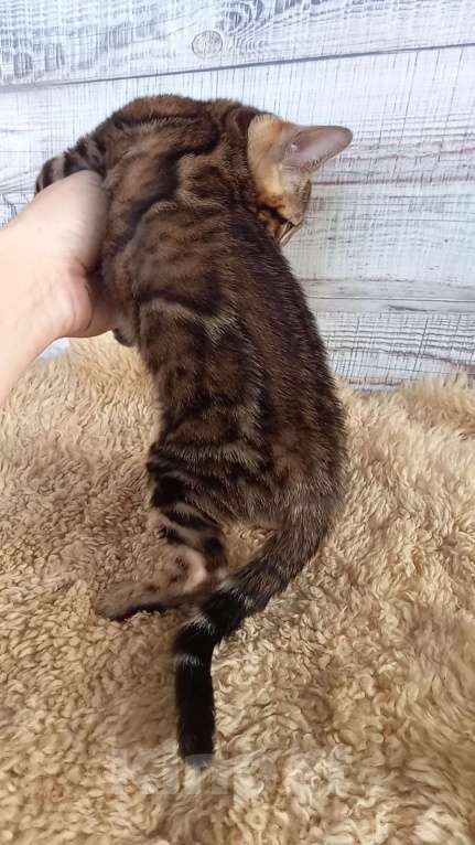 Кошки в Москве: Бенгальская кошечка  Девочка, 35 000 руб. - фото 4