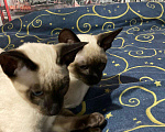 Кошки в Камызяке: Орики# ориентальные#грузины, 20 000 руб. - фото 5