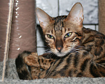 Кошки в Нижнем Новгороде: Бенгальские котята, 20 000 руб. - фото 4