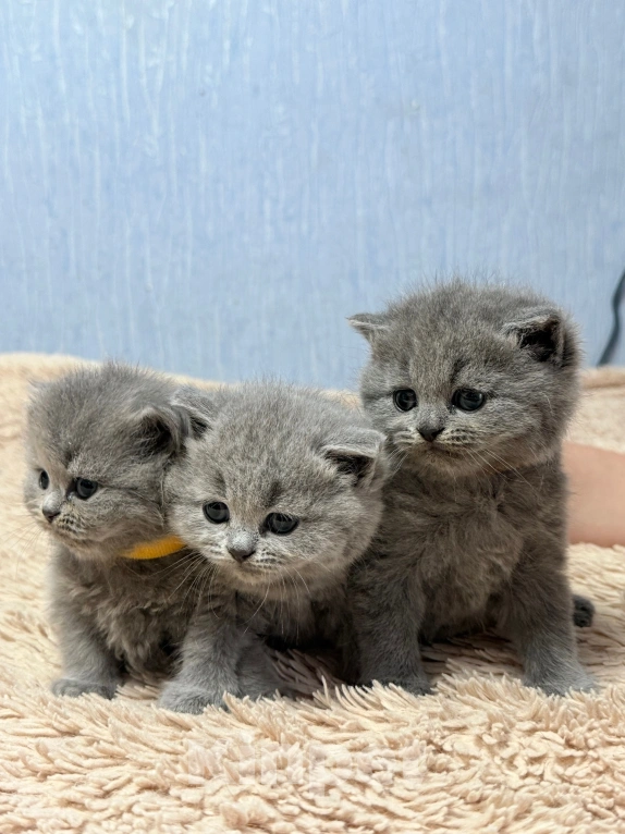 Кошки в Электростали: Британские котята Девочка, 20 000 руб. - фото 1