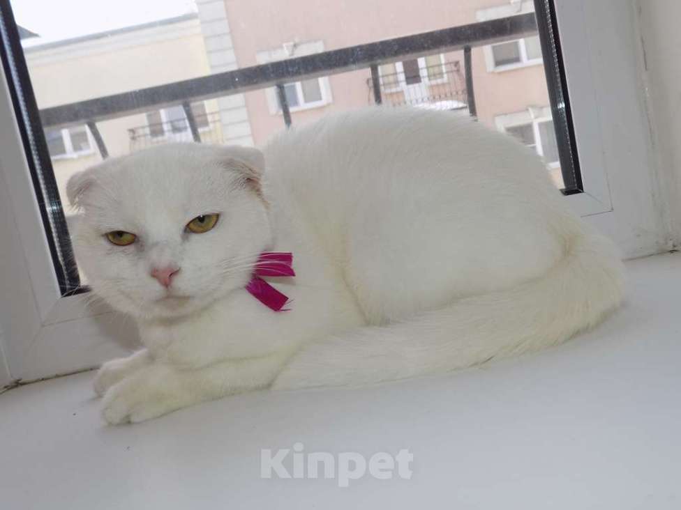 Кошки в Москве: Шотландская вислоухая девочка Девочка, 15 000 руб. - фото 1