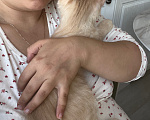 Кошки в Великом Новгороде: Бежевый комочек ищет дом💫 Мальчик, Бесплатно - фото 1