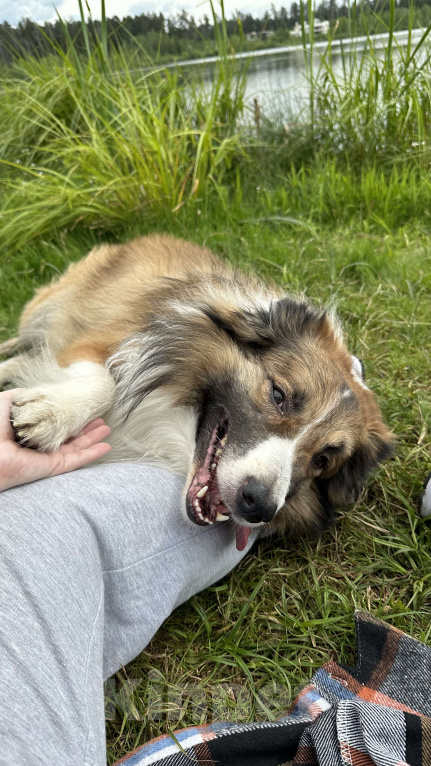 Собаки в Москве: Взрослый пес Бордер-колли в добрые руки Мальчик, Бесплатно - фото 3