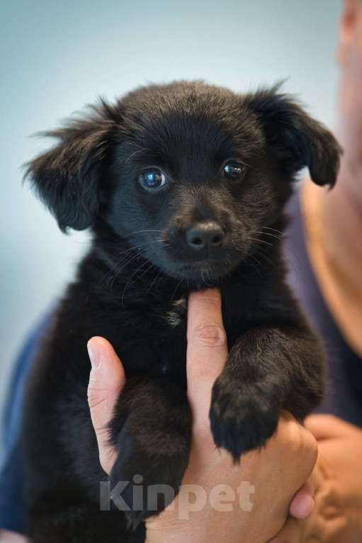 Собаки в других городах Московской области: Ежевика ищет семью Девочка, Бесплатно - фото 4