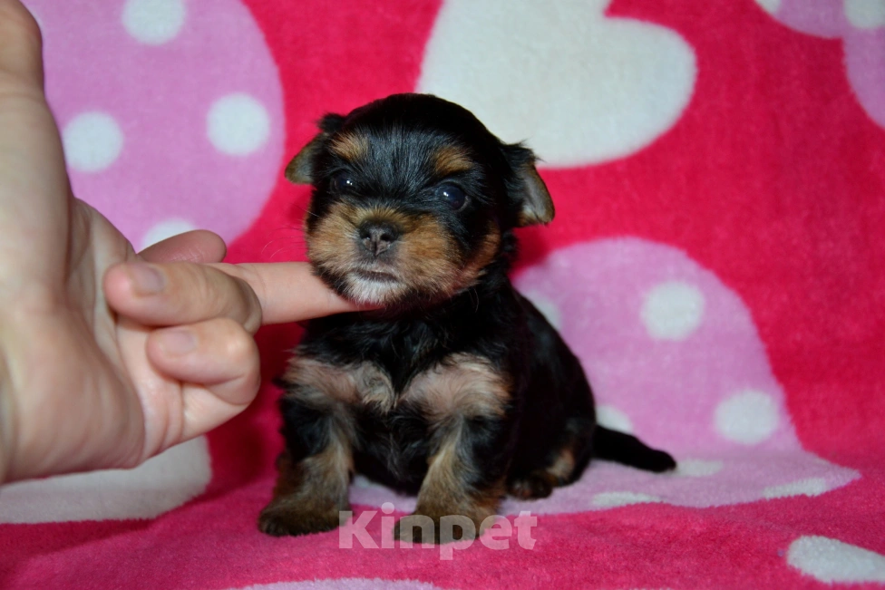Собаки в Москве: Щенки йоркширского терьера  Девочка, 35 000 руб. - фото 3
