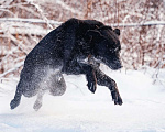 Собаки в Сергиеве Посаде: Классный Палкан ищет дом Мальчик, 10 руб. - фото 2